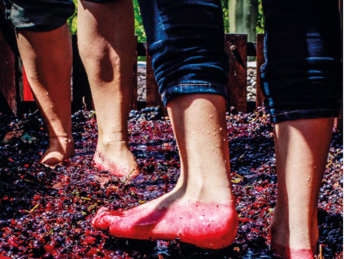 Tour 10 de mayo lgbt, tour día de las madres lgbt, día de las madres en los viñedos de Querétaro lgbt, cata de vino 10 de mayo